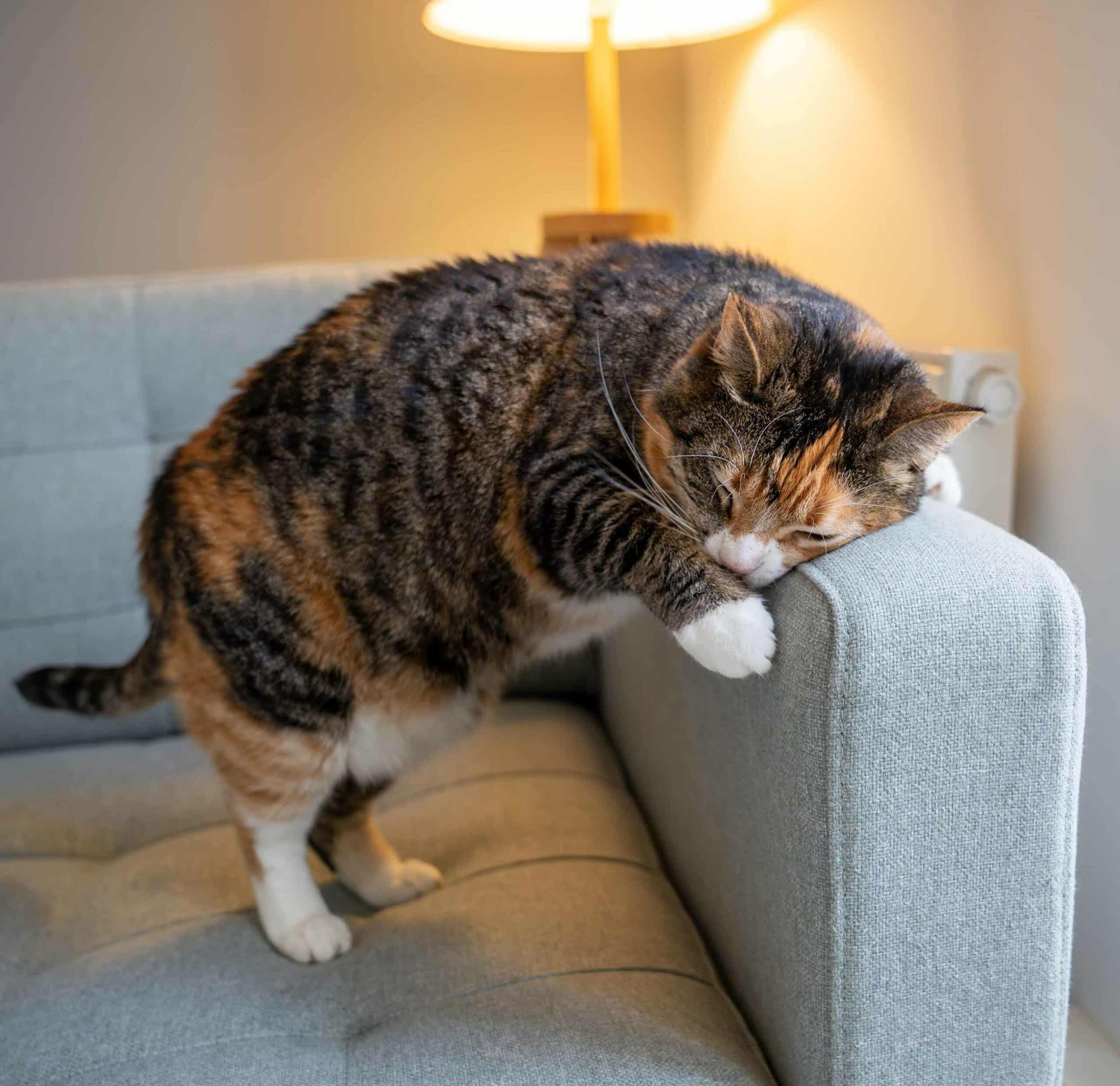 Common Skin Conditions in Dogs and Cats