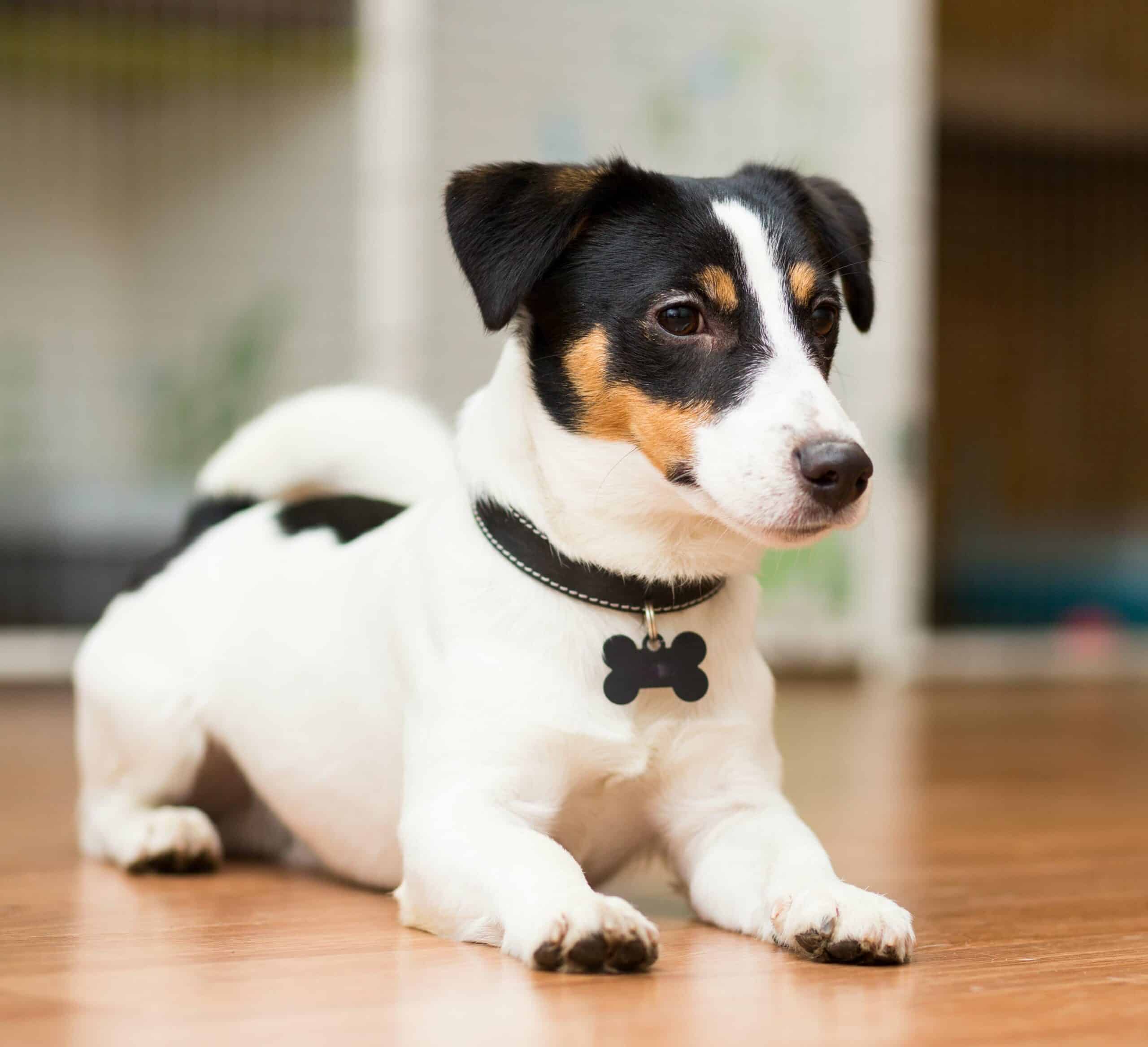 Let’s Help Your Pet Feel Better, Sooner