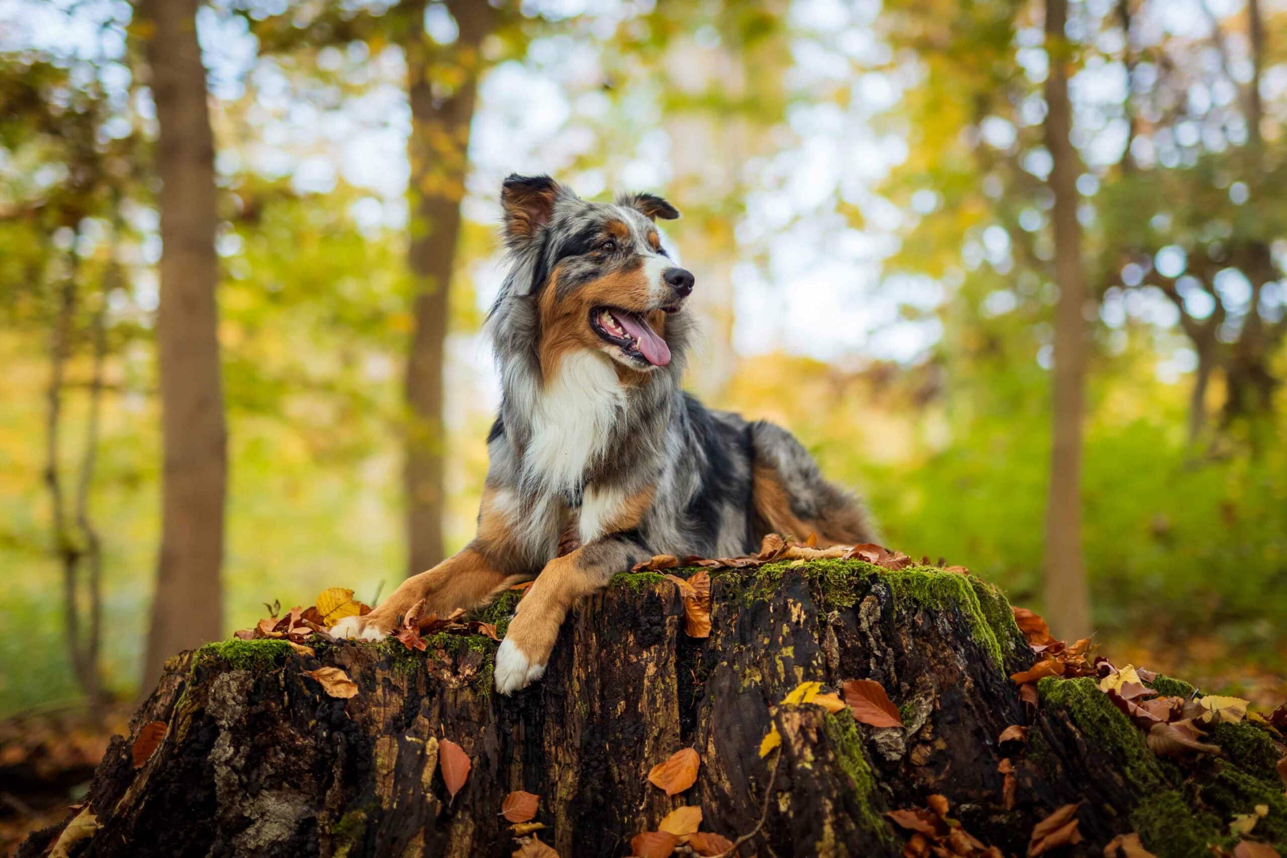 Ready to Book Your Pet’s Wellness Visit?