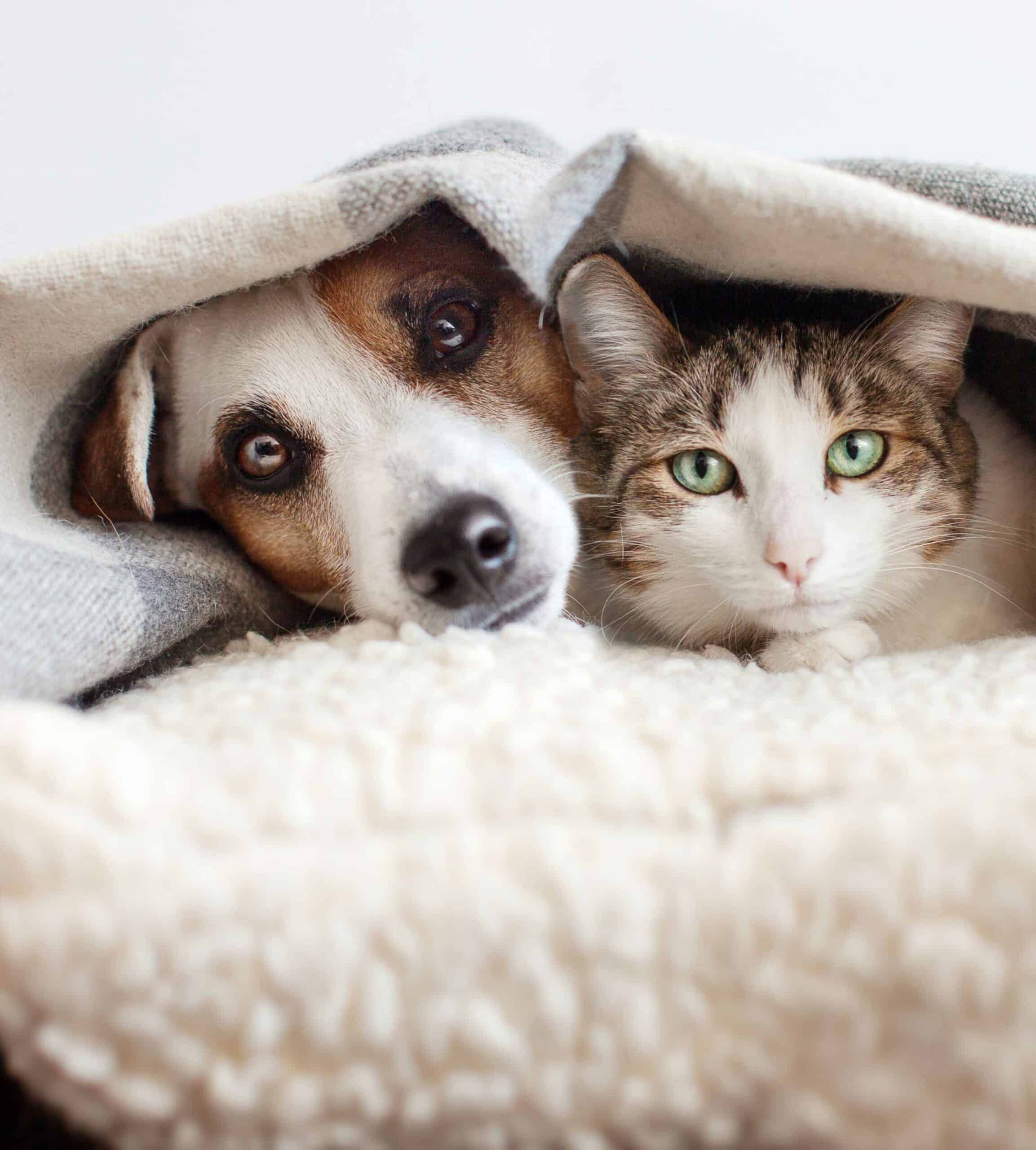 Vaccinations for Dogs and Cats