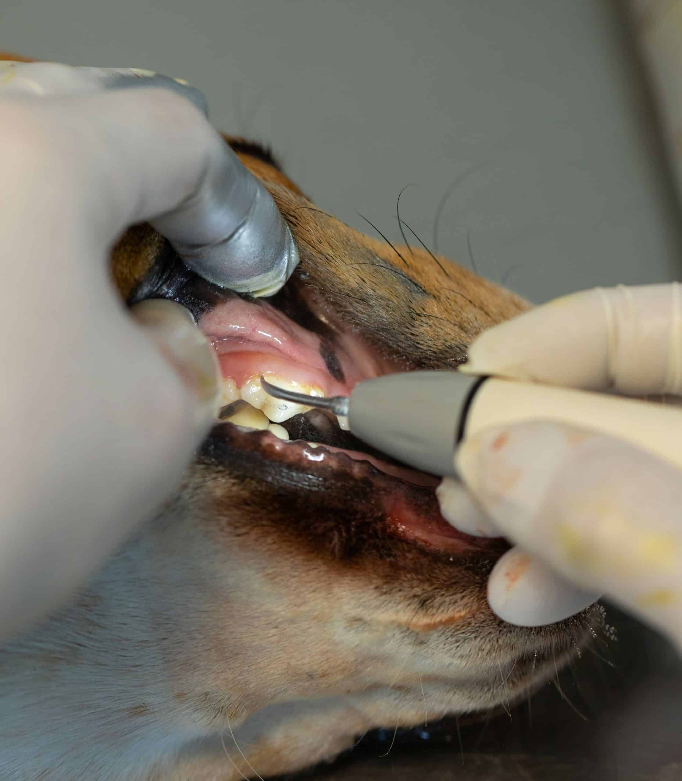 What to Expect During a Professional Dental Cleaning