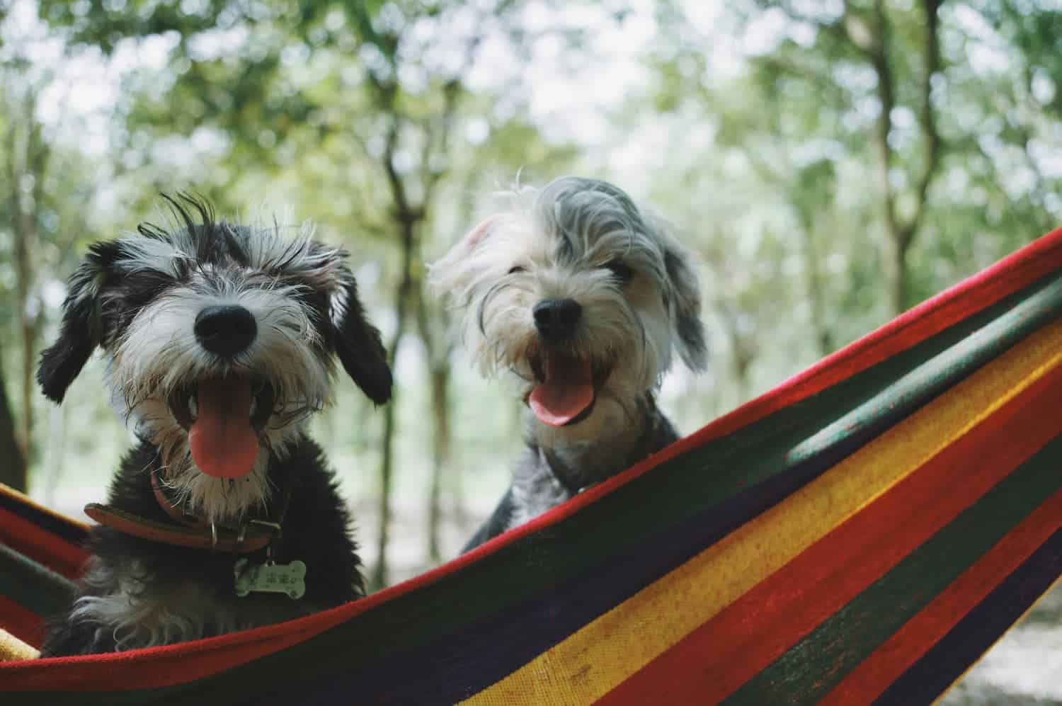 Road Trip Ready: How to Travel Safely with Your Pet This Summer